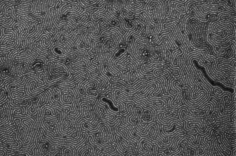 greyscale scanning electron micrograph of graphene nanoribbons that looks like an intricate fingerprint. has also been described as a "zen garden"