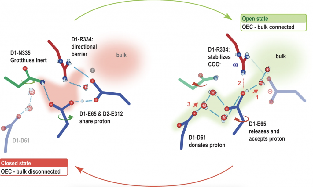 a schematic of the proposed mechanism is shown