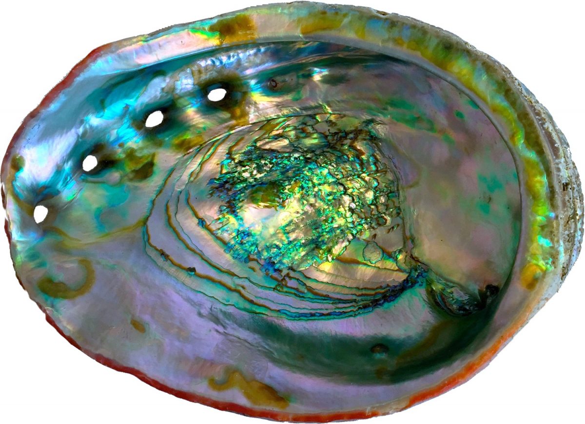 an iridescent, oval-shaped shell