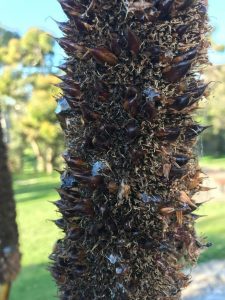 close up of a tall, narrow, spiky brown plant