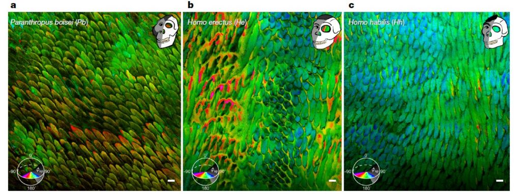 measurements that show misorientation of enamel nanocrystals