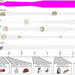 graph that shows evolution of enamel as diet changes